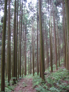 大阪の森林.jpg